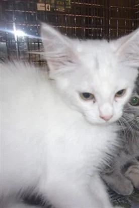 A baby medium-sized female Domestic Short Hair cat named A for adoption in Van Nuys, CA