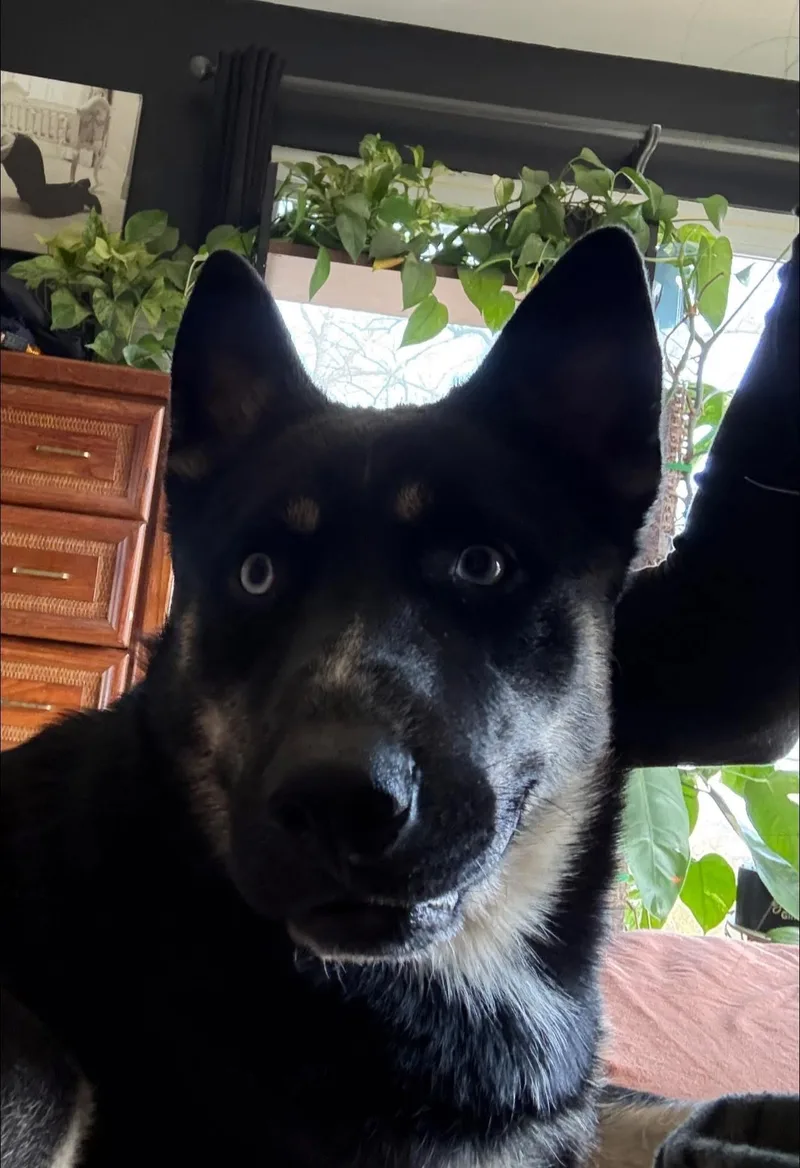 Husker thumbnail 2
