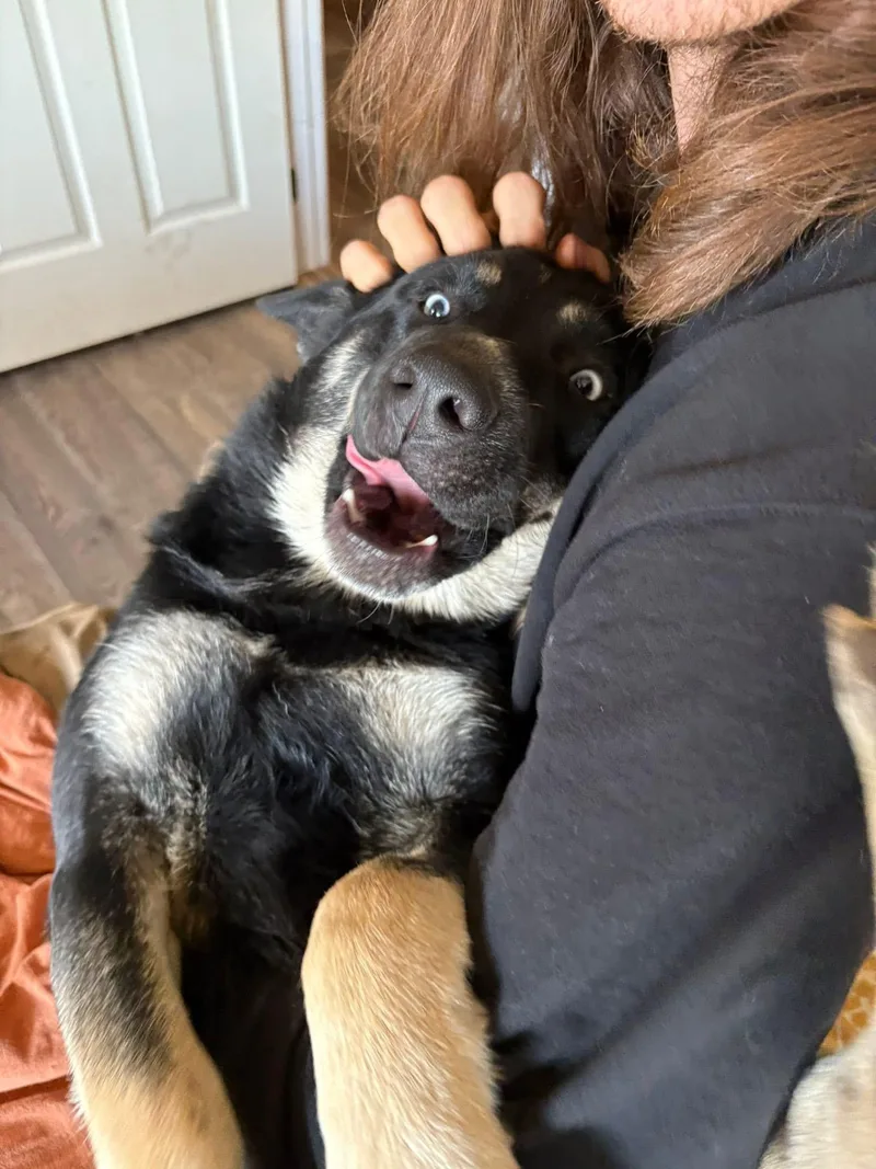 Husker thumbnail 3
