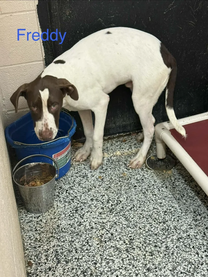 A young large-sized male Pointer dog named Freddy for adoption in Fayetteville, WV