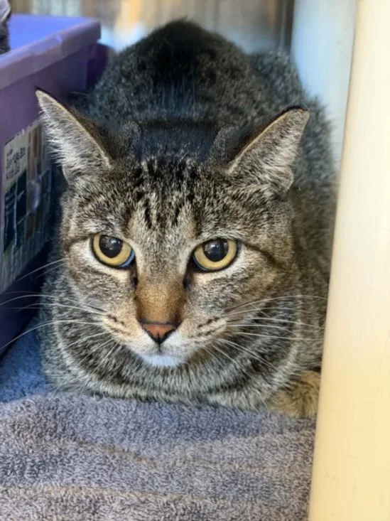 An adult medium-sized female Domestic Short Hair cat named Dee Dee for adoption in Houston, TX