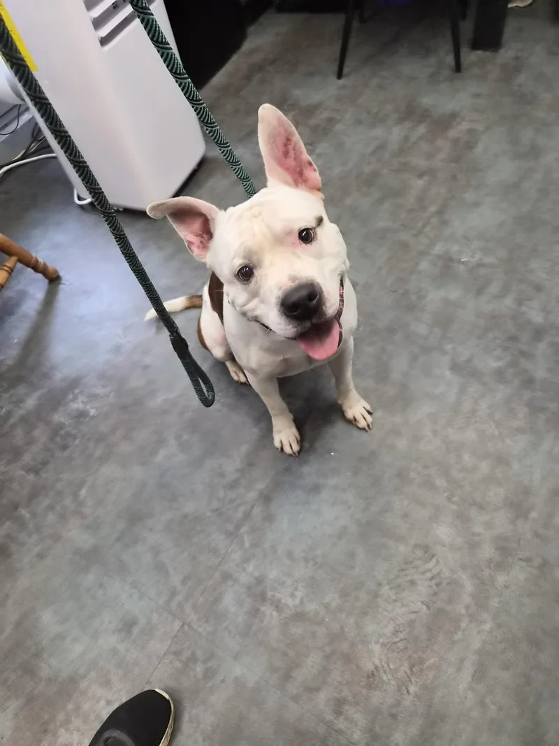 A young large-sized male Pit Bull Terrier dog named Cow for adoption in Hermitage, PA