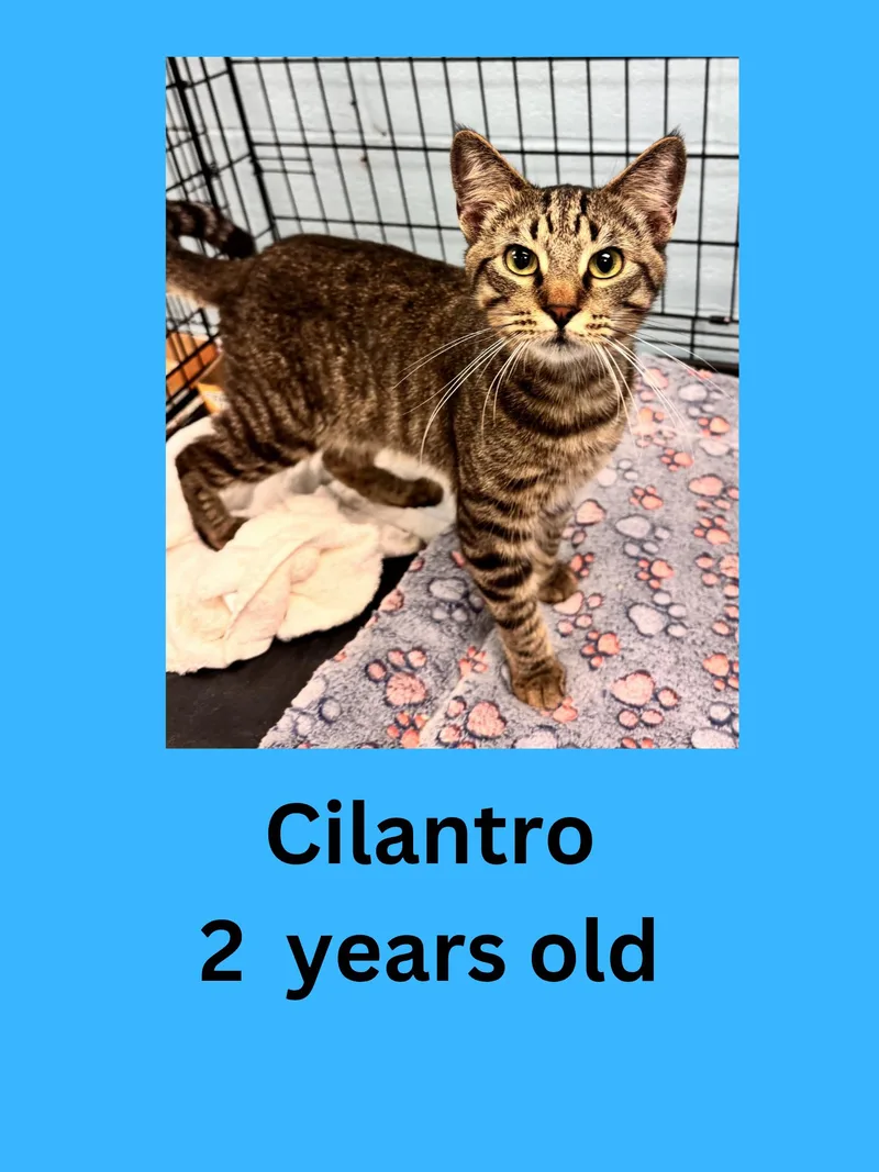 An adult medium-sized male Tabby (Brown / Chocolate) Domestic Short Hair cat named Cilantro for adoption in Ravenna, OH