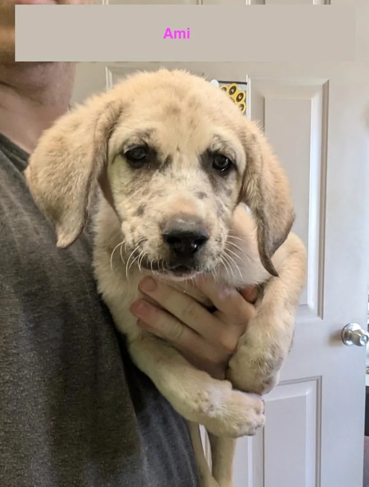 A baby large-sized female Mixed Breed dog named Ami for adoption in Deerfield, WI