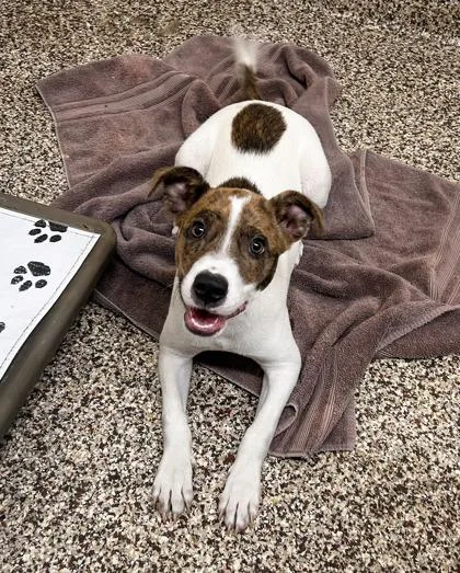 A baby medium-sized female Pit Bull Terrier dog named Reba for adoption in Westland, MI