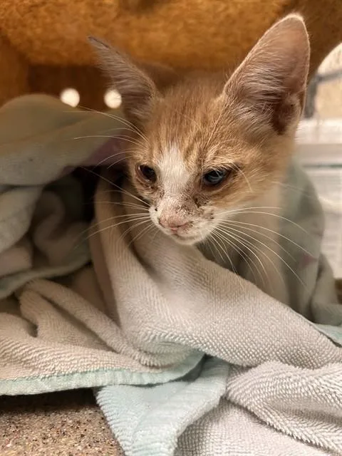 A baby small-sized male Domestic Short Hair cat named Chester for adoption in Riverside, CA