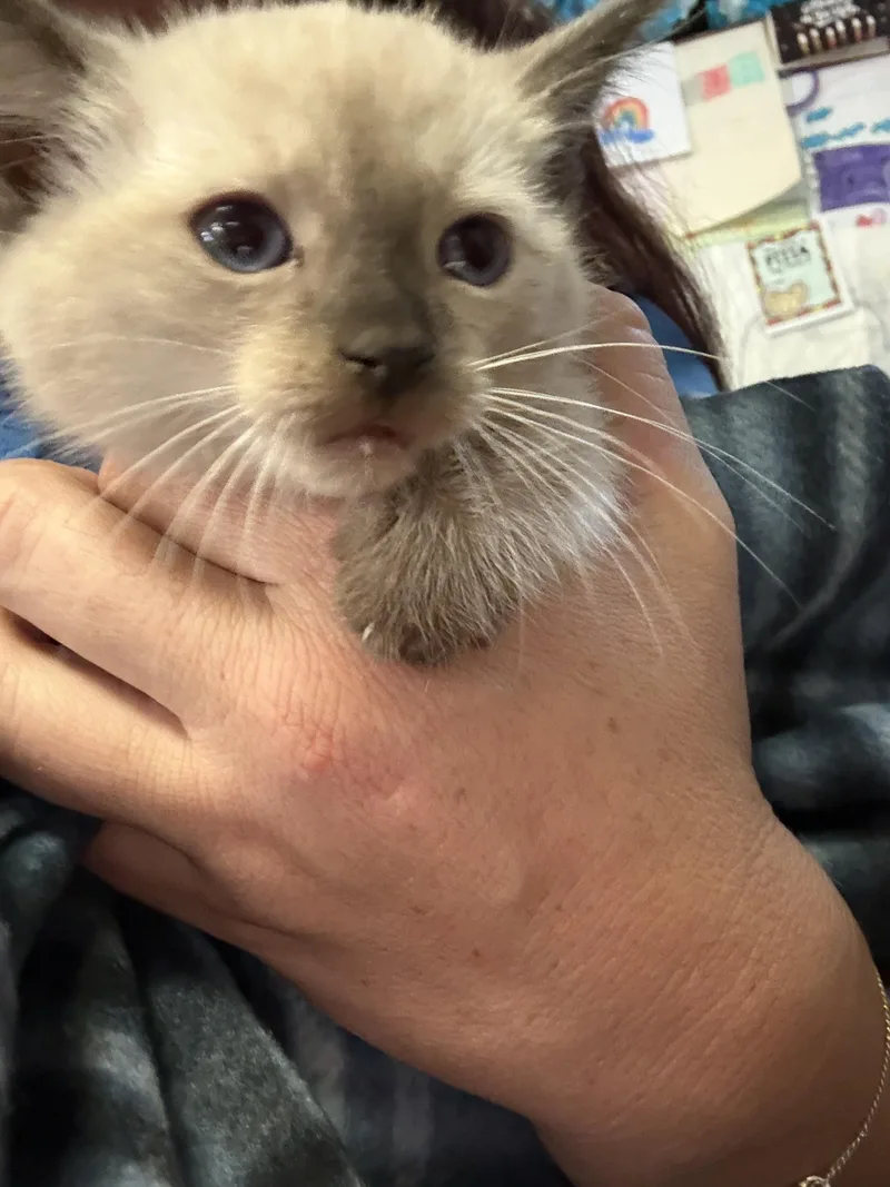 A baby small-sized female Siamese cat named 🎀 Coco Channel for adoption in Rio Linda, CA