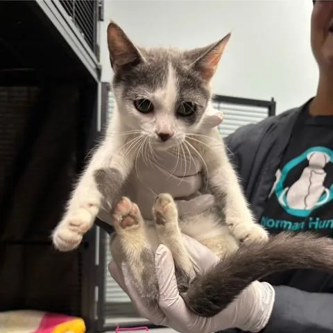 A baby small-sized female White Domestic Short Hair cat named Dumpling for adoption in Mooresville, NC