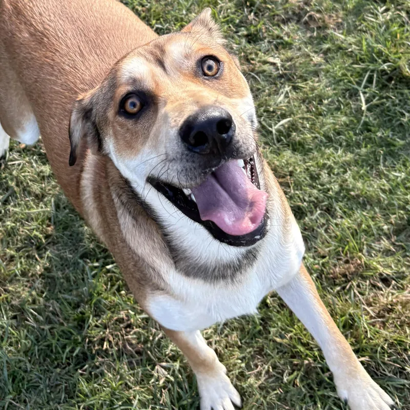 A young medium-sized male Bicolor Carolina Dog dog named Jack for adoption in Tunica, MS