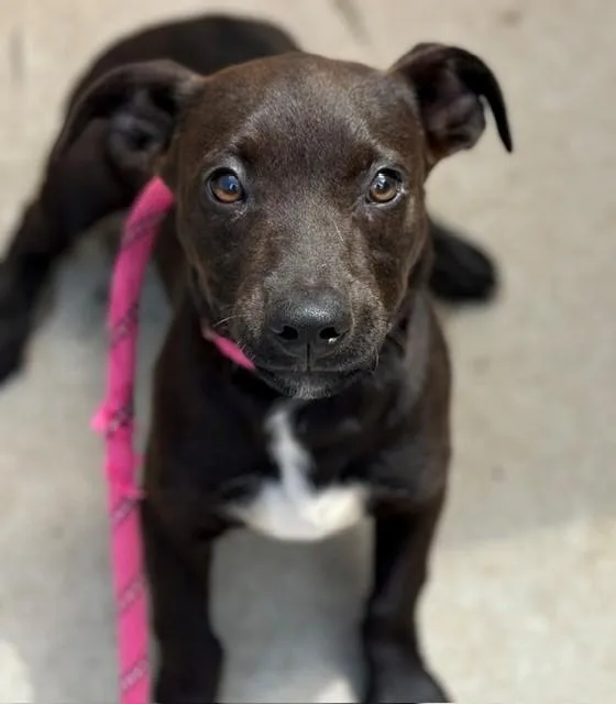 A young small-sized male Pit Bull Terrier dog named Dallas for adoption in Tulsa, OK