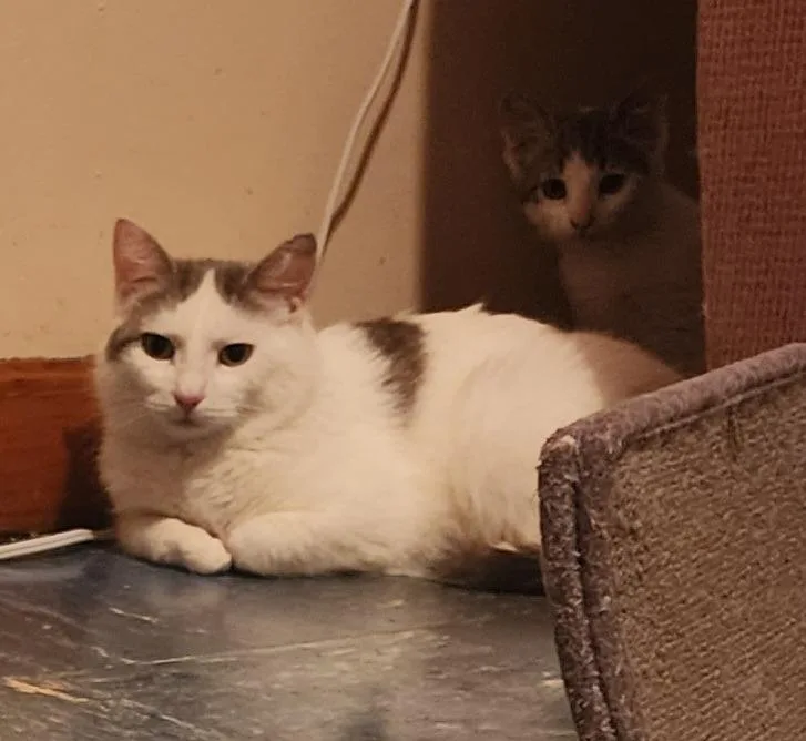 Digiorgi thumbnail 2