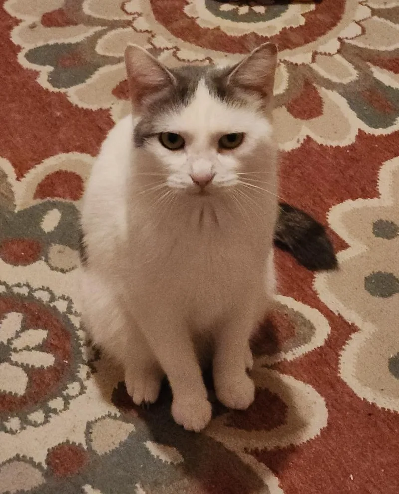 Digiorgi thumbnail 3