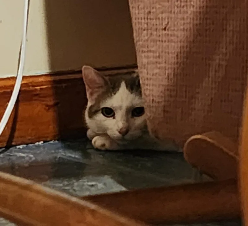 Digiorgi thumbnail 4