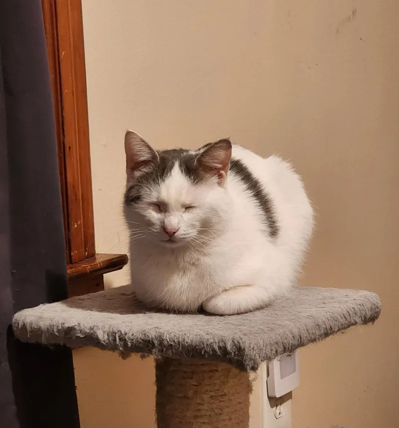 Digiorgi thumbnail 5