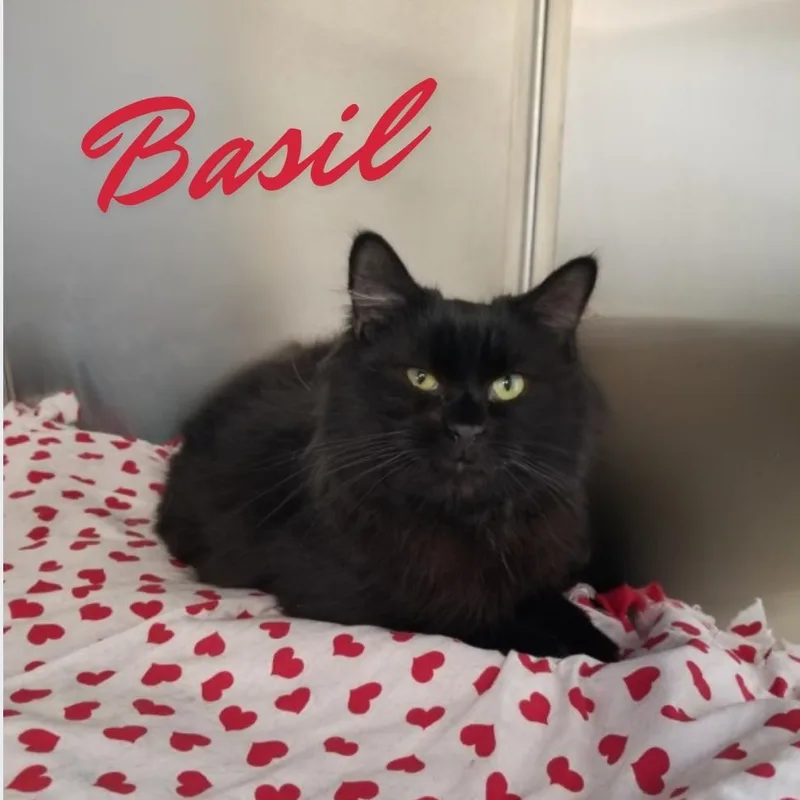 A young large-sized male Black Domestic Long Hair cat named Basil for adoption in Greensburg, PA