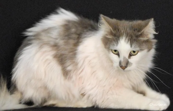 An adult medium-sized male White Domestic Long Hair cat named Matthew for adoption in Newland, NC