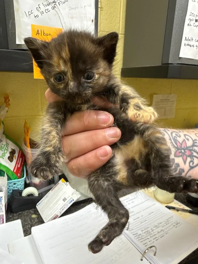 A baby small-sized female Domestic Short Hair cat named Duchess for adoption in Crossville, TN