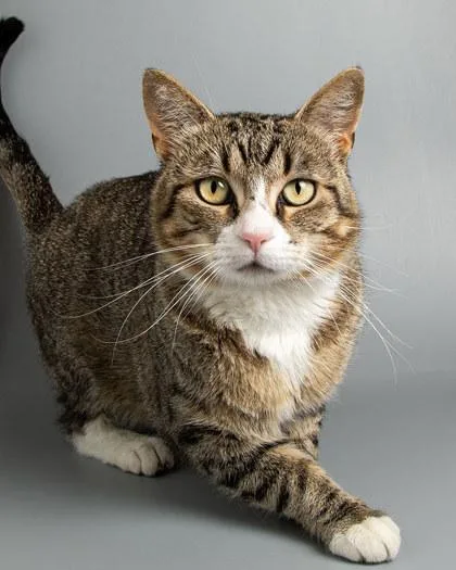 An adult medium-sized male Domestic Short Hair cat named Hercules for adoption in Longmont, CO