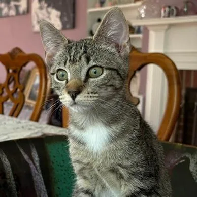 A baby small-sized female Brown / Chocolate Domestic Short Hair cat named Rio for adoption in Fairfax Station, VA