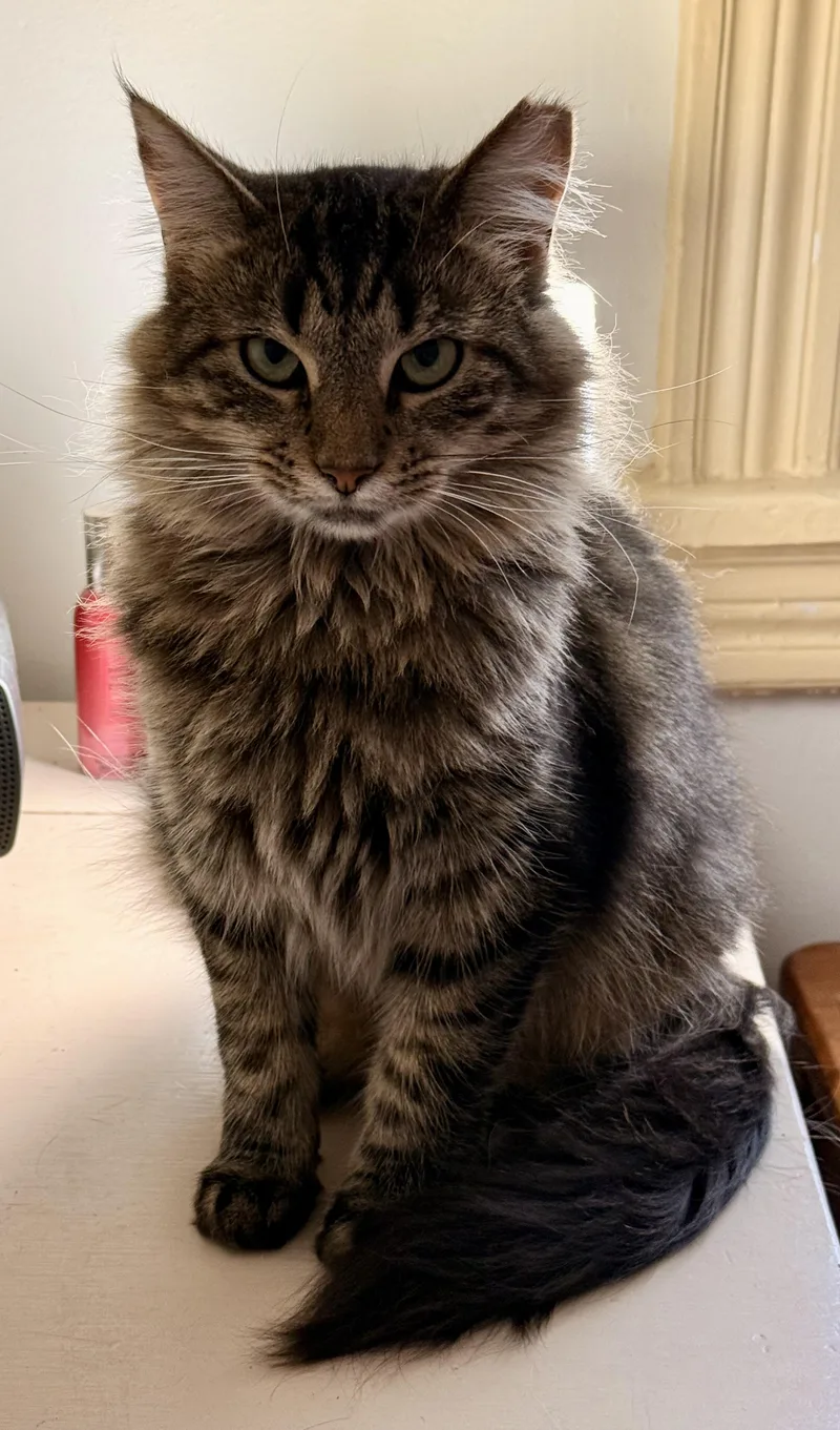 An adult medium-sized female Tabby (Brown / Chocolate) Domestic Medium Hair cat named Meg for adoption in Lansdowne, PA