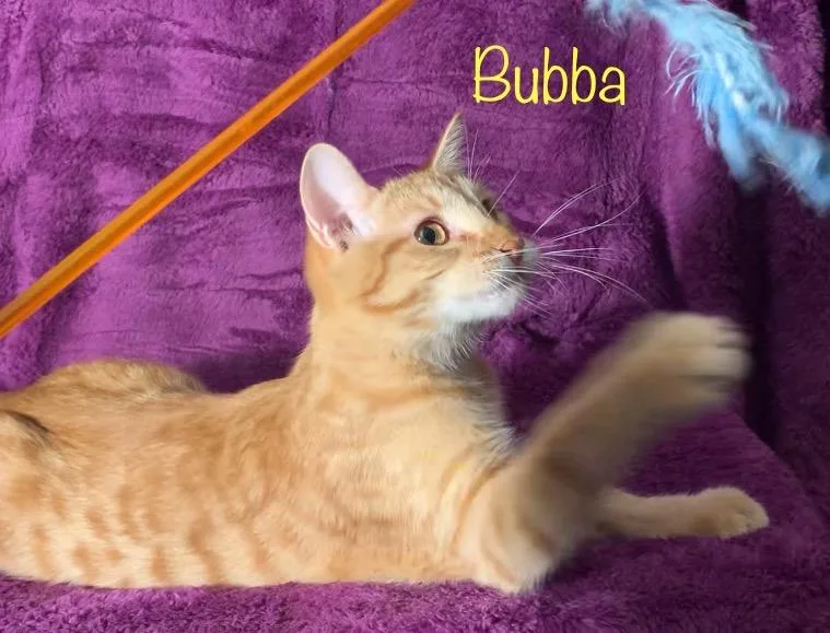 Bubba thumbnail 2
