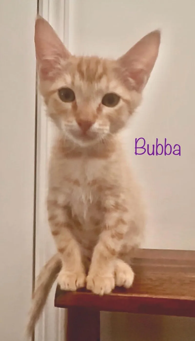 Bubba thumbnail 3