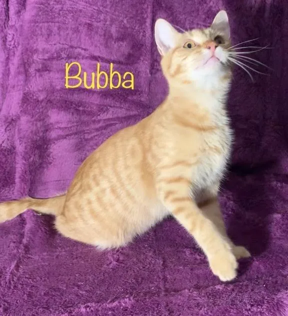 Bubba thumbnail 4