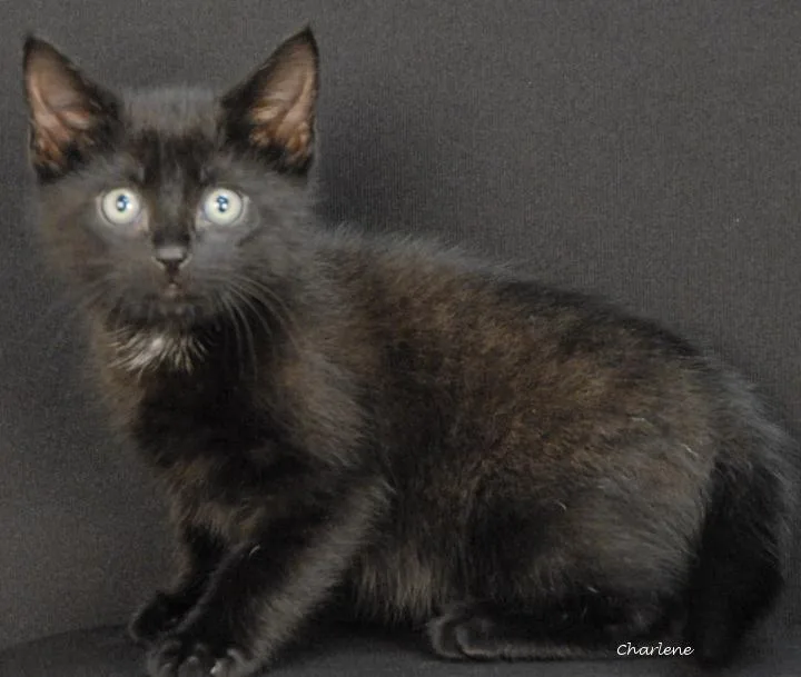 A baby medium-sized male Black Domestic Short Hair cat named Walkman for adoption in Newland, NC