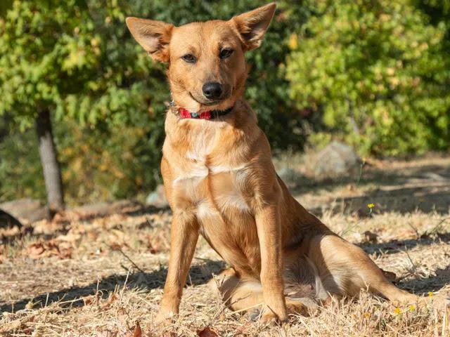 A baby medium-sized female Australian Cattle Dog / Blue Heeler dog named Honey A for adoption in San Andreas, CA