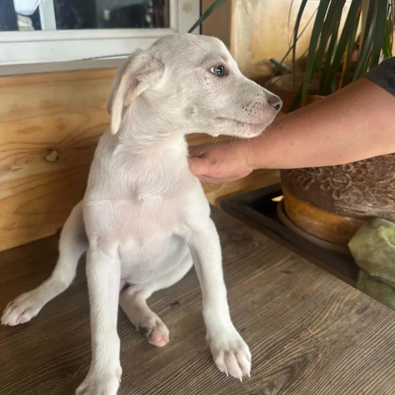 A baby medium-sized male Labrador Retriever dog named Finn for adoption in San Diego, CA