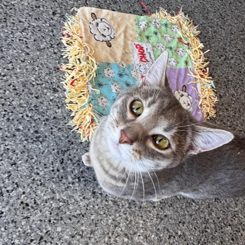 A young small-sized female Gray / Blue / Silver Domestic Short Hair cat named Lola for adoption in Mondovi, WI