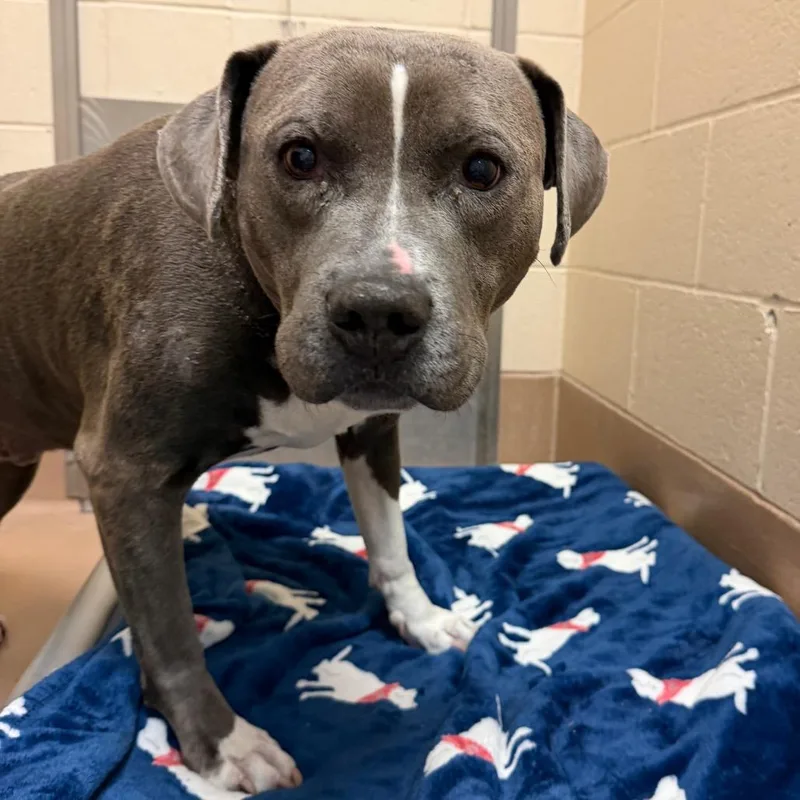 A senior large-sized male Gray / Blue / Silver Pit Bull Terrier dog named Paco for adoption in Reno, NV