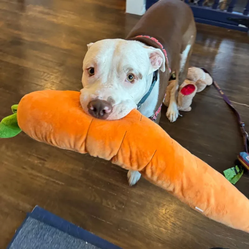 An adult large-sized male Brown / Chocolate Pit Bull Terrier dog named George for adoption in La Grange, KY