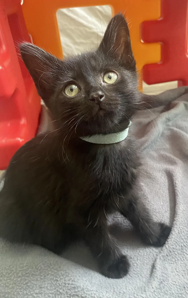 A baby small-sized female Black Domestic Short Hair cat named Mushy Pea for adoption in Bryan, TX