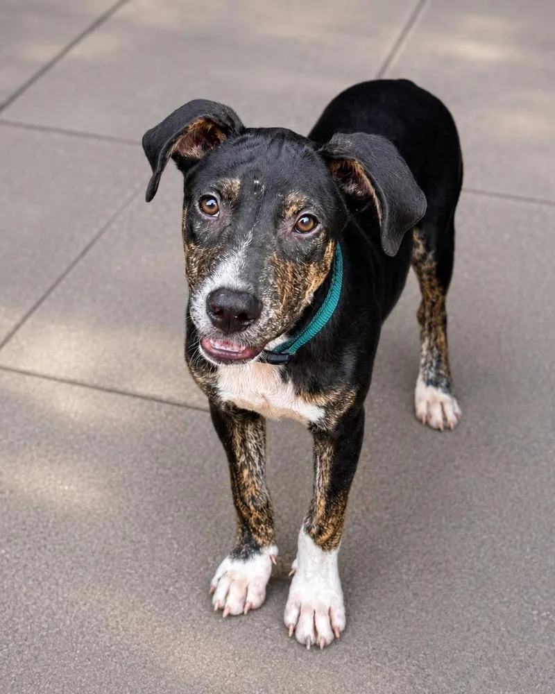 A baby extra large-sized male Labrador Retriever dog named Maynard for adoption in North Syracuse, NY