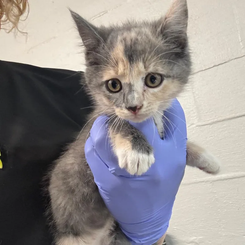 A baby small-sized female Calico Domestic Short Hair cat named Patches for adoption in Clanton, AL