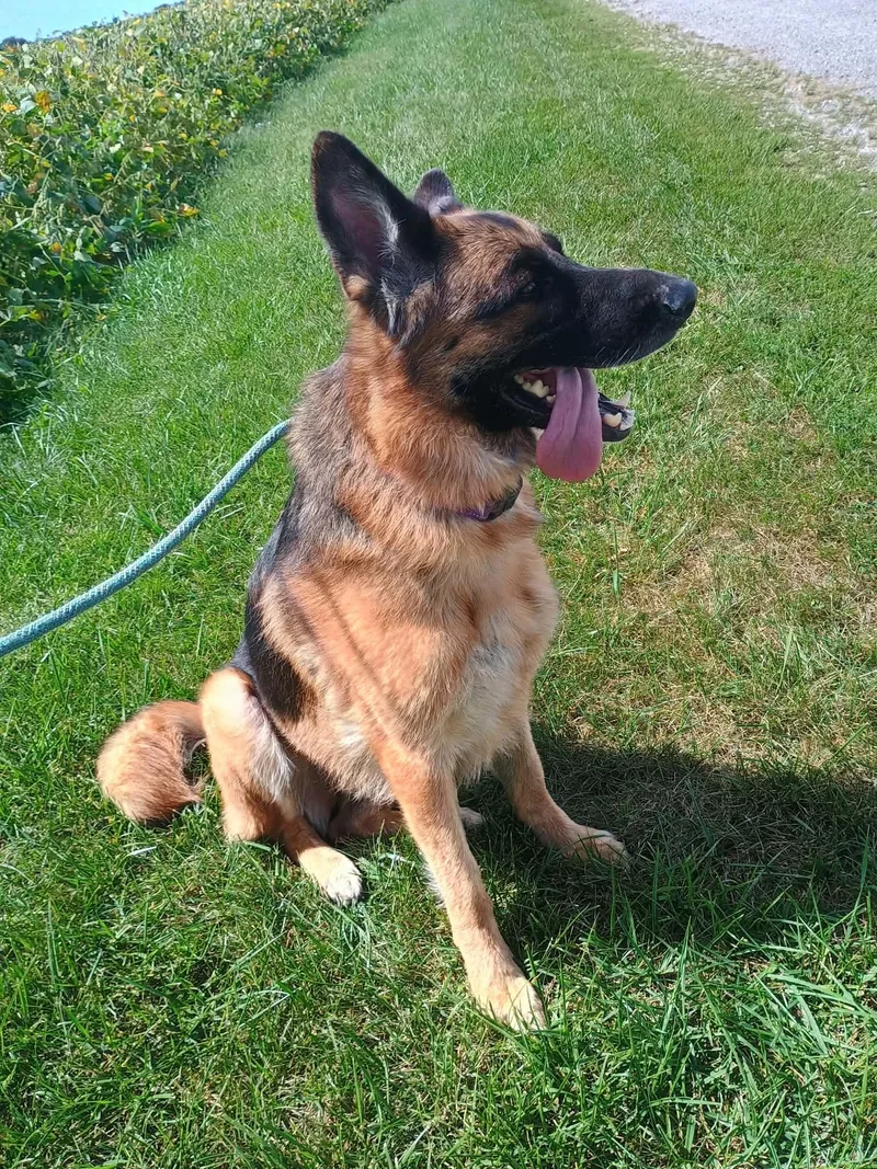 An adult large-sized female Bicolor German Shepherd Dog dog named Ava for adoption in Liberty, IN