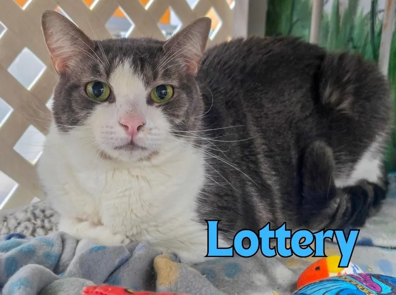 A young medium-sized male Domestic Short Hair cat named Lottery for adoption in Rome, GA