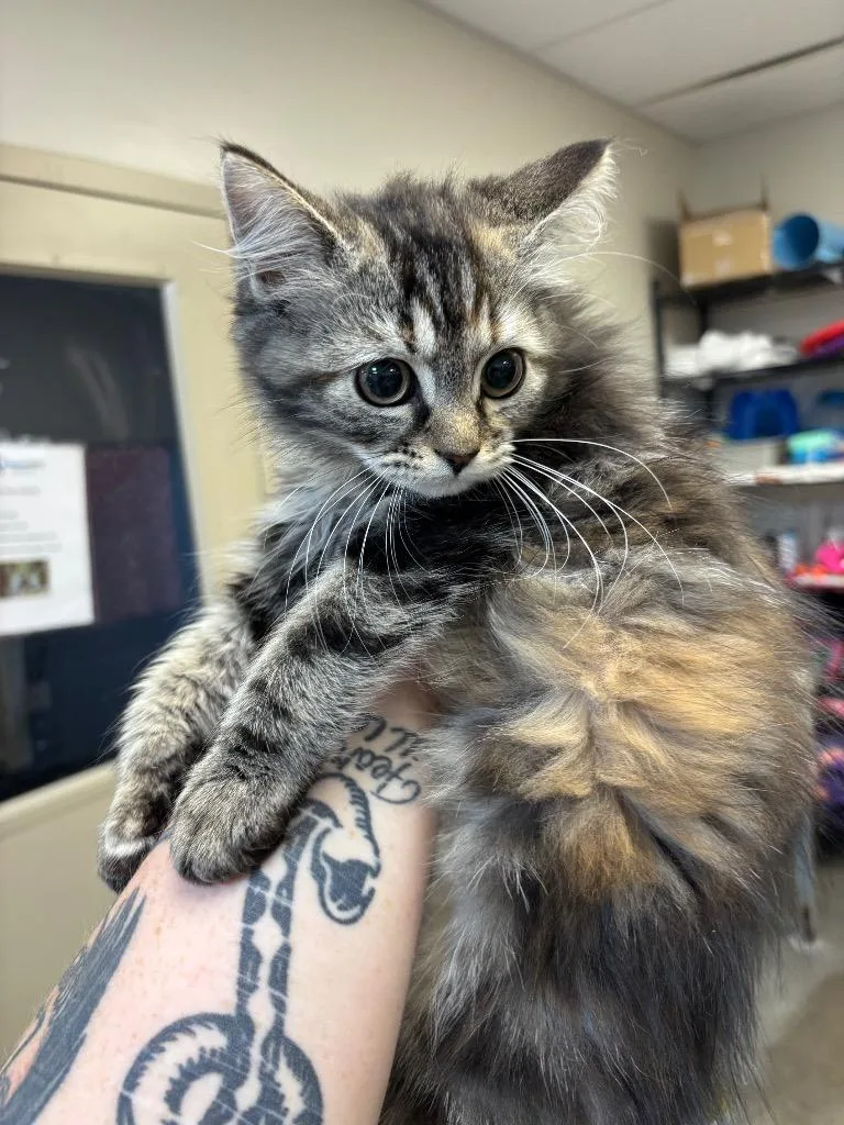 A baby small-sized female Persian cat named Nalani for adoption in Liverpool, NY