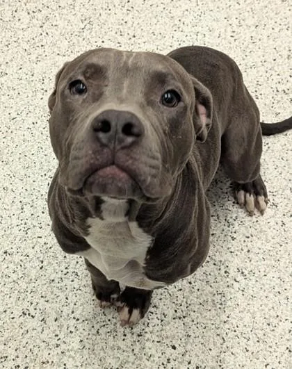 An adult large-sized male Pit Bull Terrier dog named Felder for adoption in Atlanta, GA