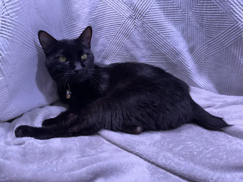 Tinker The Toothless