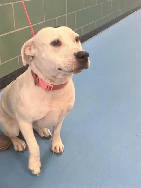 An adult large-sized female Pit Bull Terrier dog named Little Baby Girl for adoption in Dallas, TX
