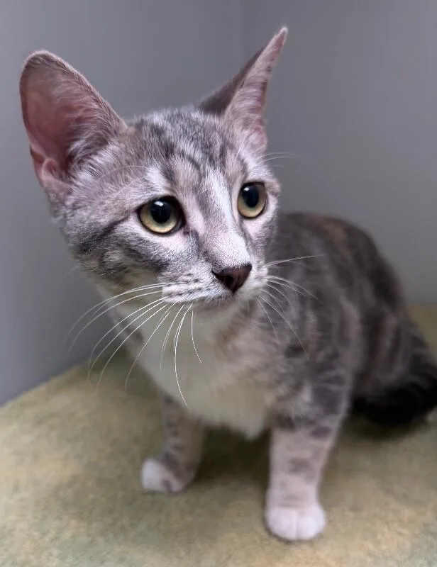 A young medium-sized female Tabby (Gray / Blue / Silver) Domestic Short Hair cat named Rui for adoption in Katy, TX