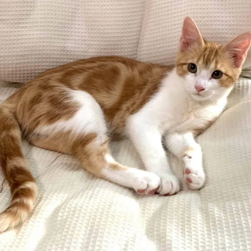 A baby medium-sized female Orange & White Domestic Short Hair cat named Angela for adoption in Collierville, TN