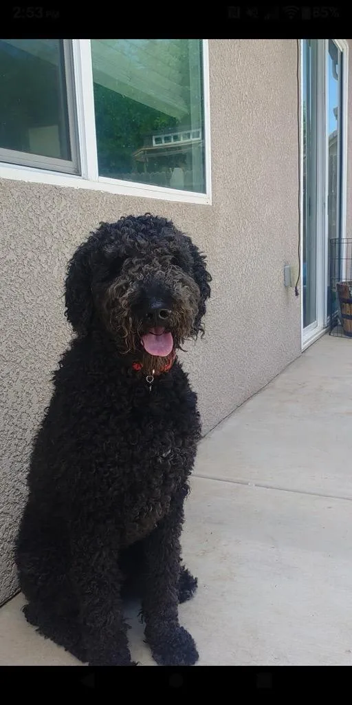 Charlie thumbnail 2