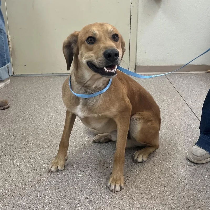 An adult medium-sized male Yellow / Tan / Blond / Fawn Hound dog named Haru for adoption in Incline Village, NV