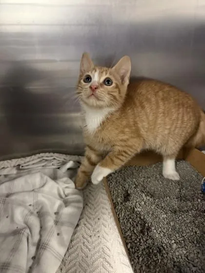 A young small-sized male Domestic Short Hair cat named Gilbert for adoption in North Miami Beach, FL