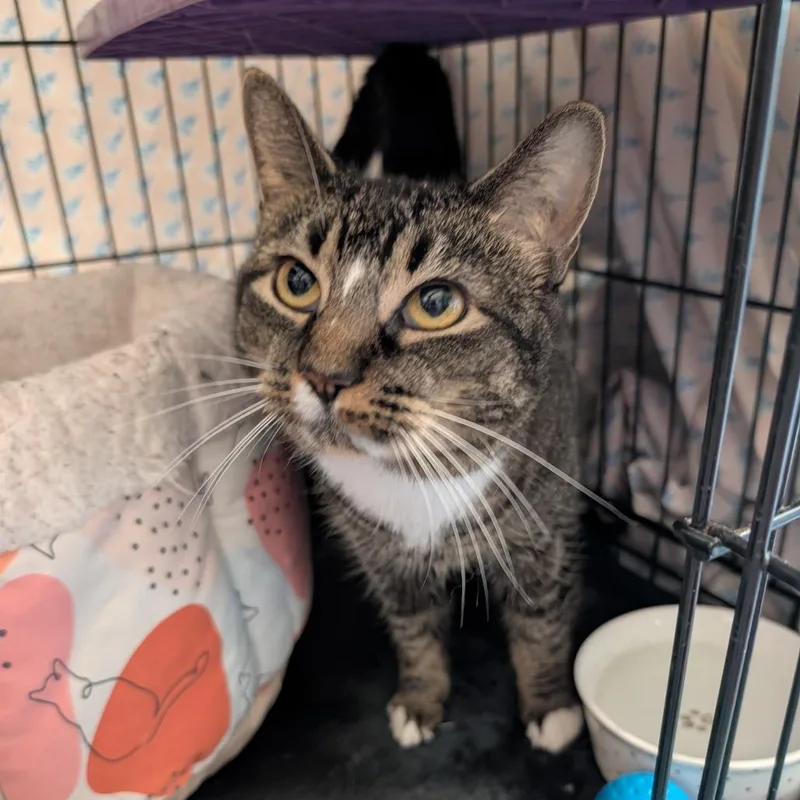 An adult small-sized female Brown / Chocolate Domestic Short Hair cat named Grianach for adoption in Saugerties, NY