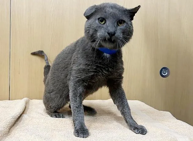 An adult medium-sized male Domestic Short Hair cat named Windsor for adoption in Saint Louis, MO