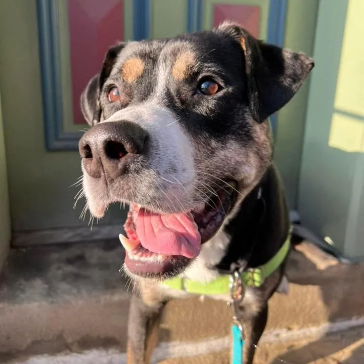 A young large-sized male Black Mixed Breed dog named Swiss Miss for adoption in Pittsburgh, PA